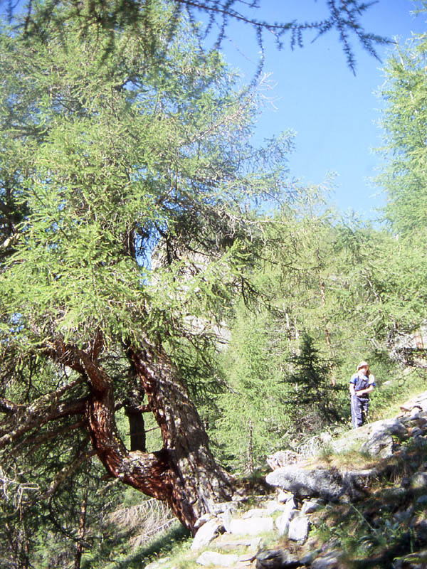 Val di Rabbi........i larici monumentali...seconda parte