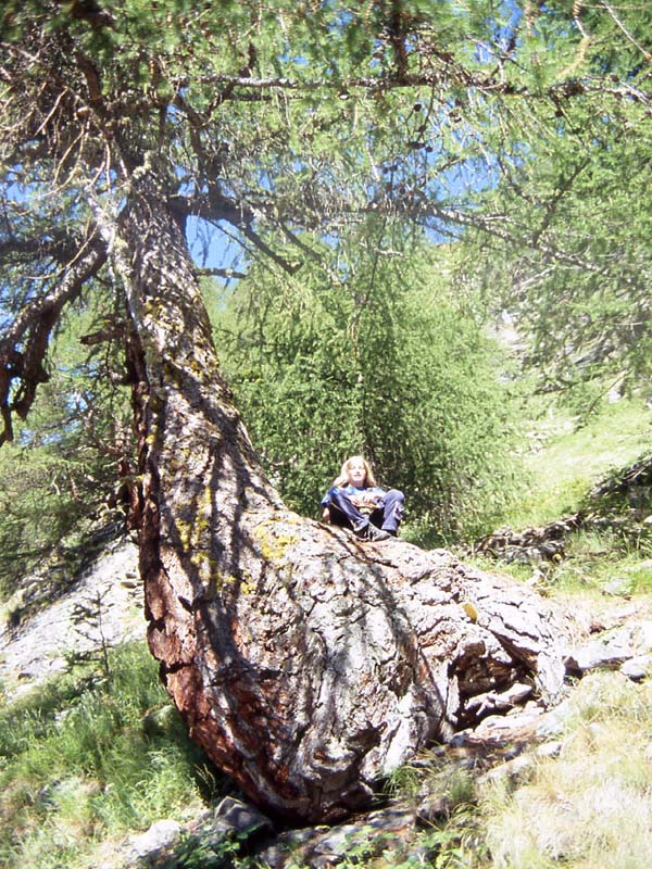 Val di Rabbi........i larici monumentali...seconda parte