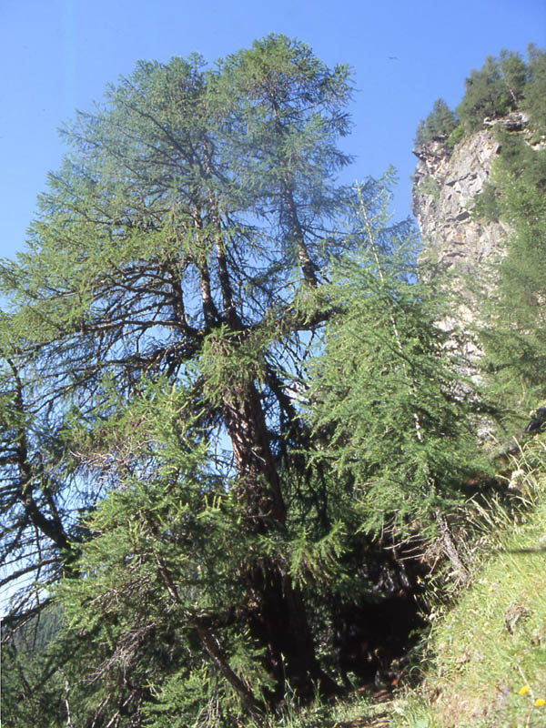 Val di Rabbi........i larici monumentali...seconda parte