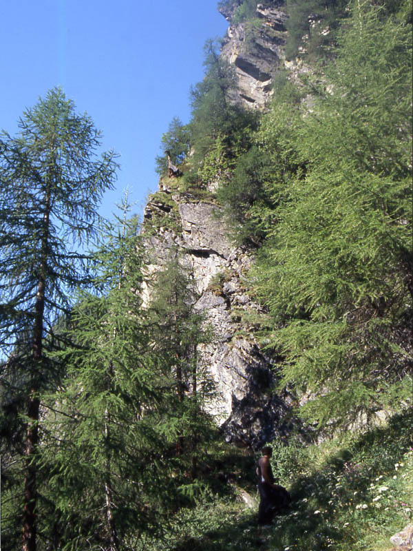 Val di Rabbi........i larici monumentali...seconda parte