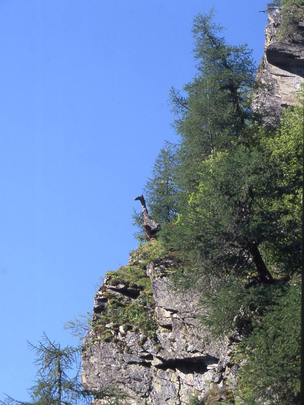 Val di Rabbi........i larici monumentali...seconda parte