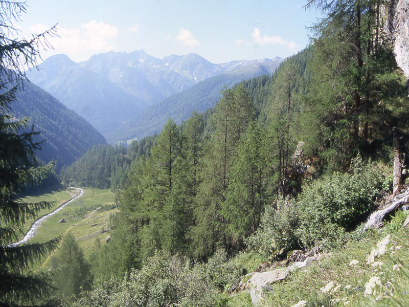 Val di Rabbi........i larici monumentali...seconda parte