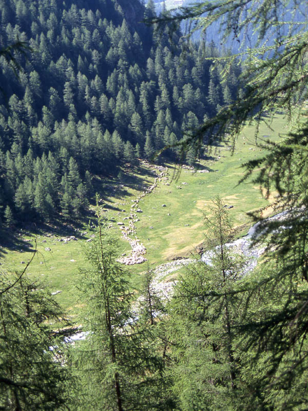 Val di Rabbi........i larici monumentali...seconda parte