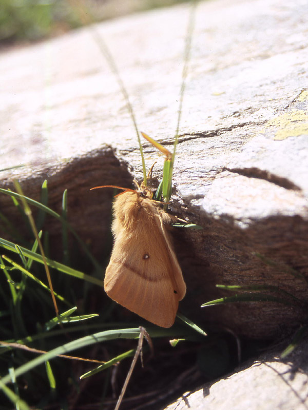 Lasiocampa quercus - Lasiocampidae..........dal Trentino