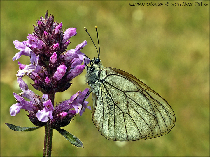 Aporia crataegi: pieride del biancospino