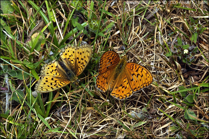 Argynnis adippe