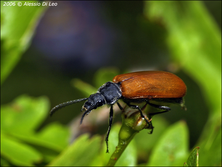 Coleottero: Omophlus lepturoides