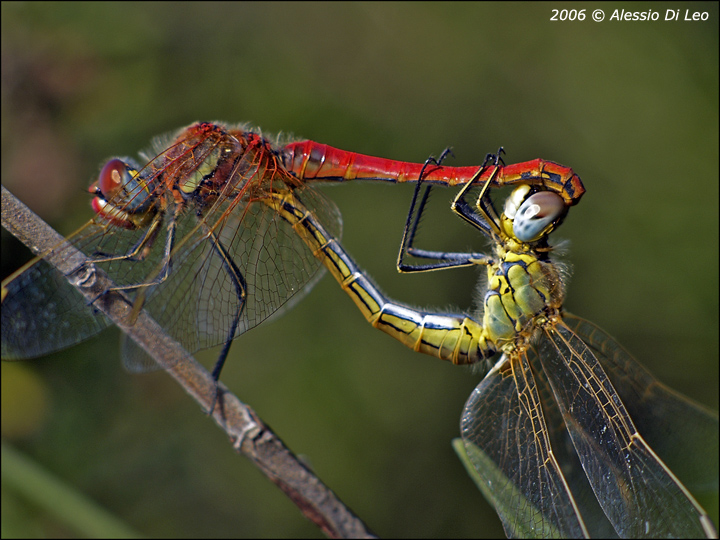 Libellule: Ischnura elegans e Sympetrum fonscolombii