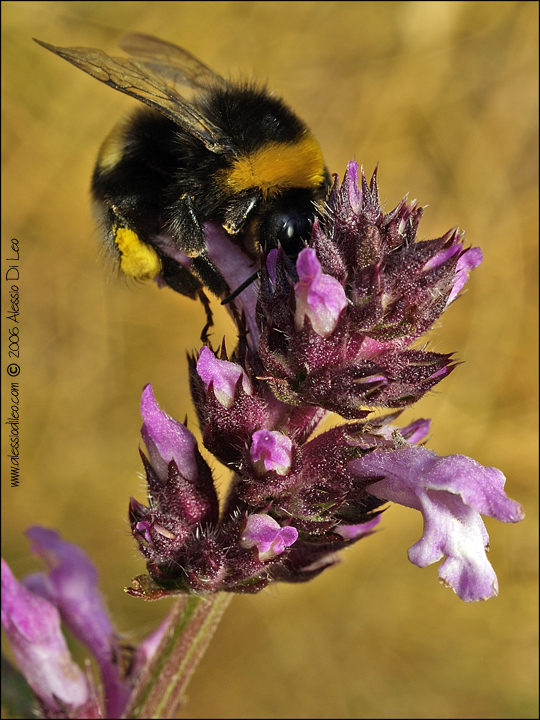 Bombus hortorum