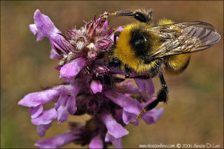 Bombus hortorum