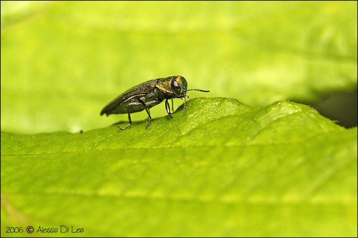 Buprestide Agrilus sp.?
