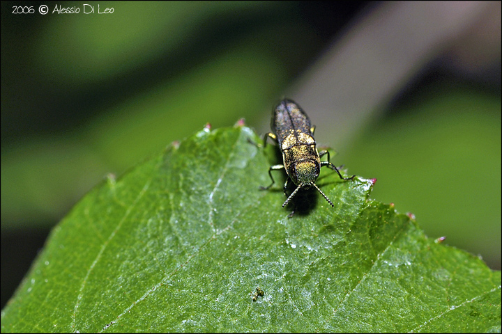 Buprestide Agrilus sp.?