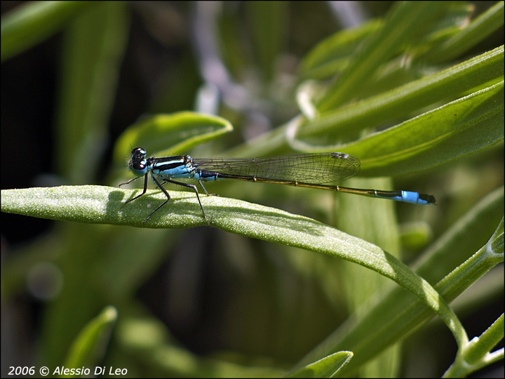 Libellule: Ischnura elegans e Sympetrum fonscolombii