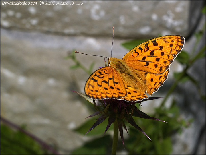 Argynnis adippe