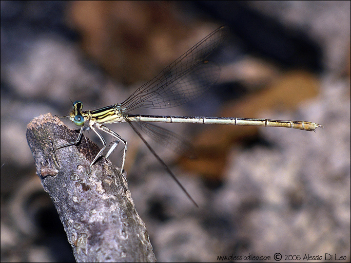 Platycnemis pennipes