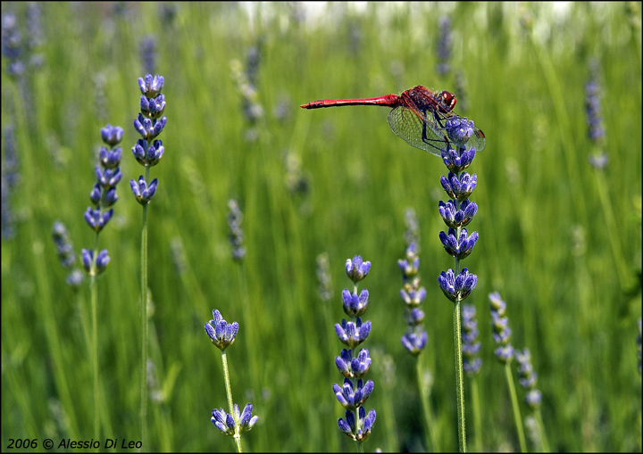 Libellule: Ischnura elegans e Sympetrum fonscolombii