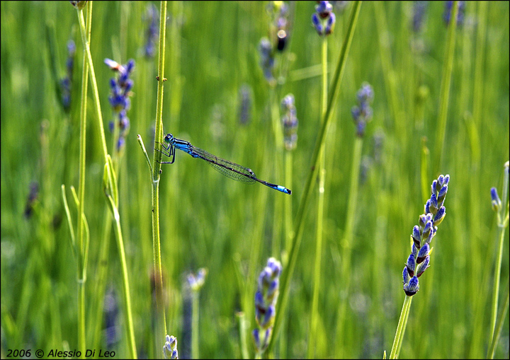 Libellule: Ischnura elegans e Sympetrum fonscolombii