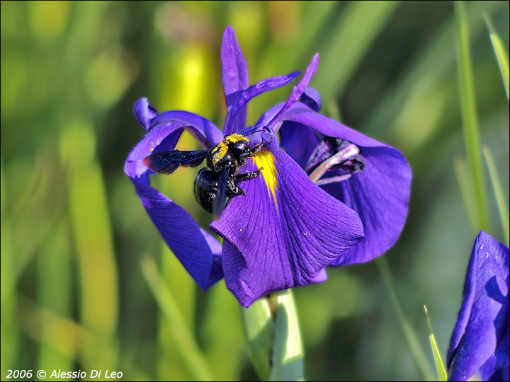 Apidae Xylocopinae: Xylocopa sp.