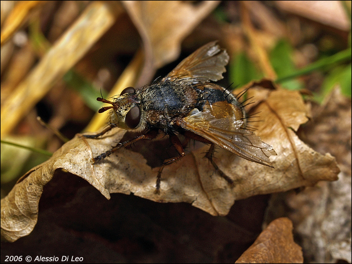 Dittero Tachina fera