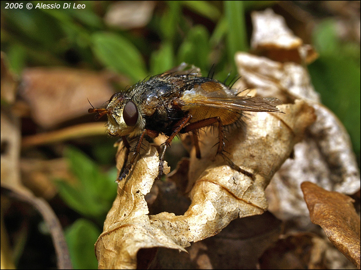 Dittero Tachina fera