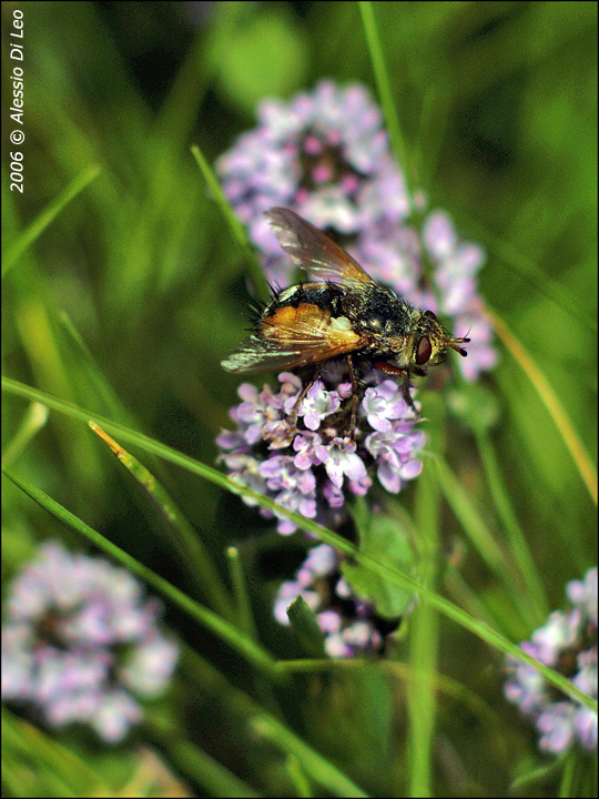 Dittero Tachina fera