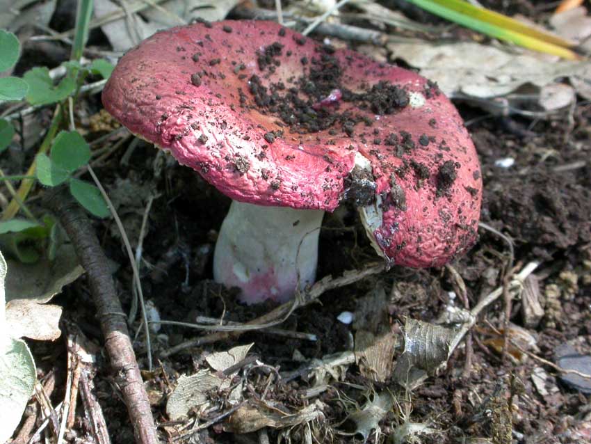 Escursione a Collepardo (FR) - Selva d''Ecio