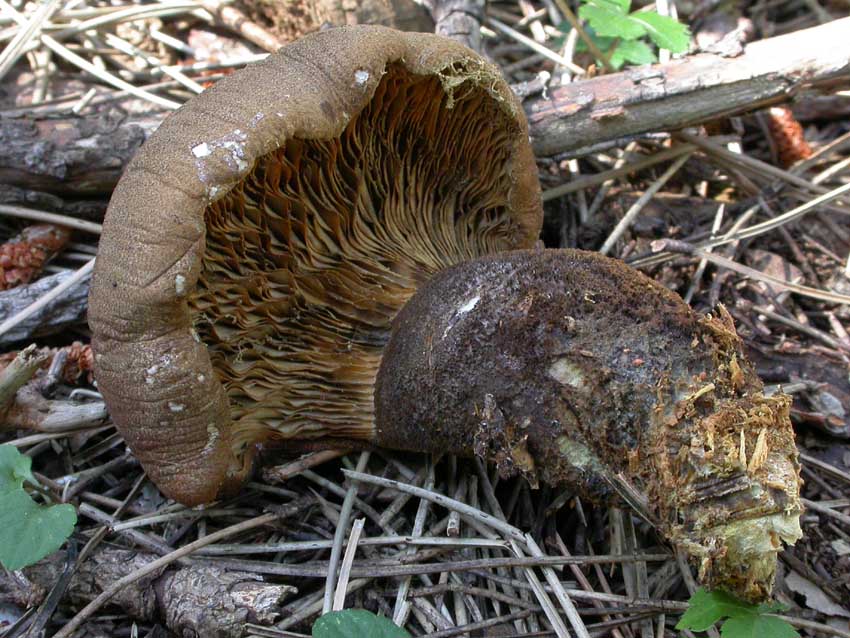 Escursione a Collepardo (FR) - Selva d''Ecio