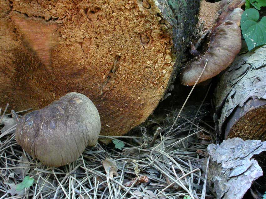 Escursione a Collepardo (FR) - Selva d''Ecio