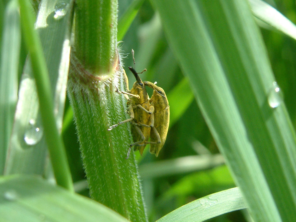 Lixus... ma quale?  Lixus iridis