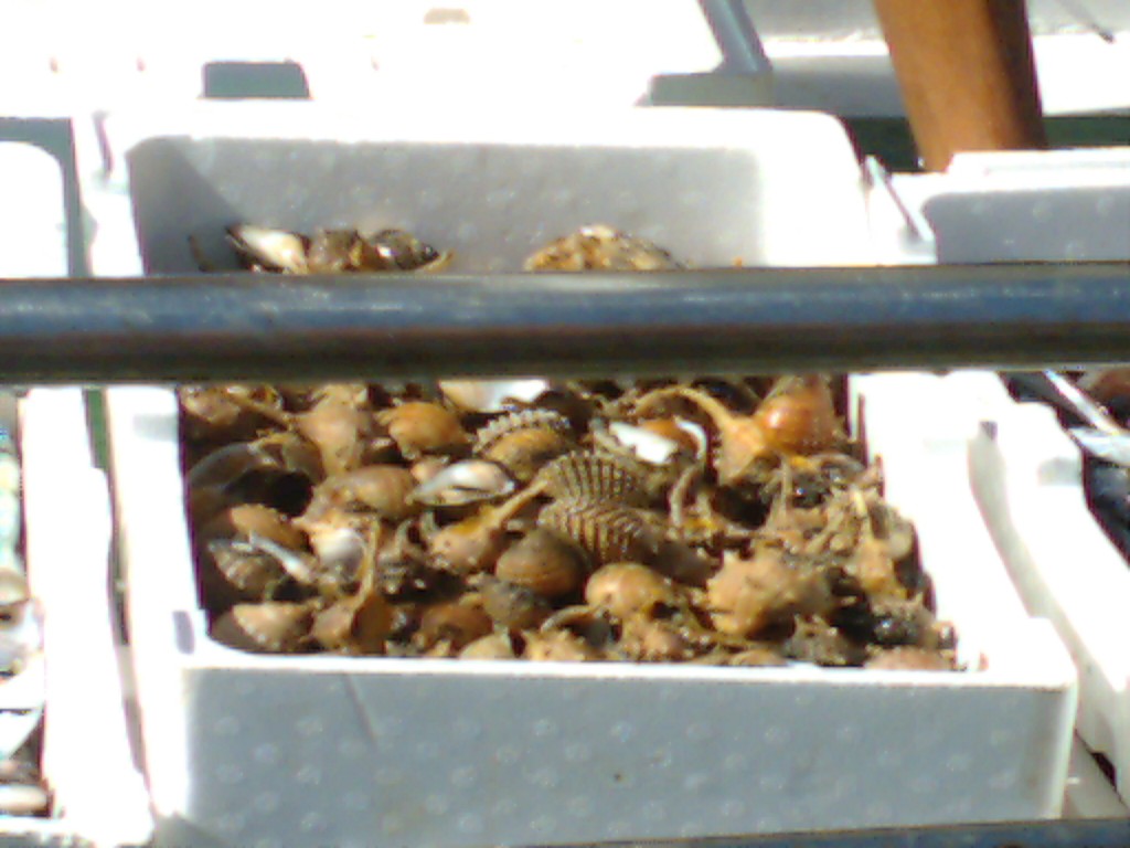 Un conchigliaro ad Anzio