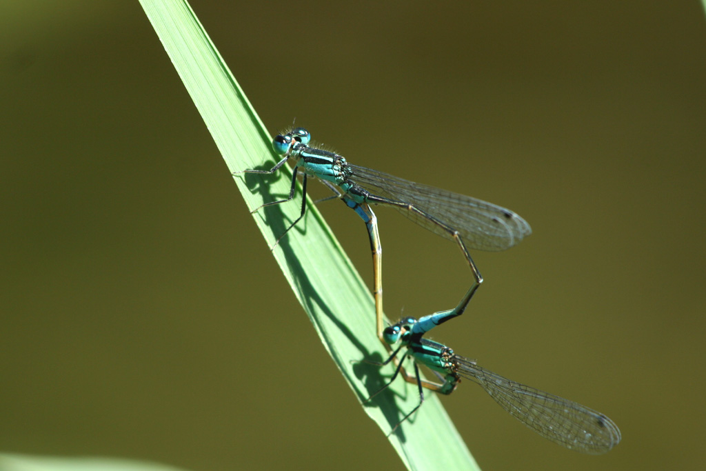 Acrobazie... quale Coenagriidae? Ischnura elegans