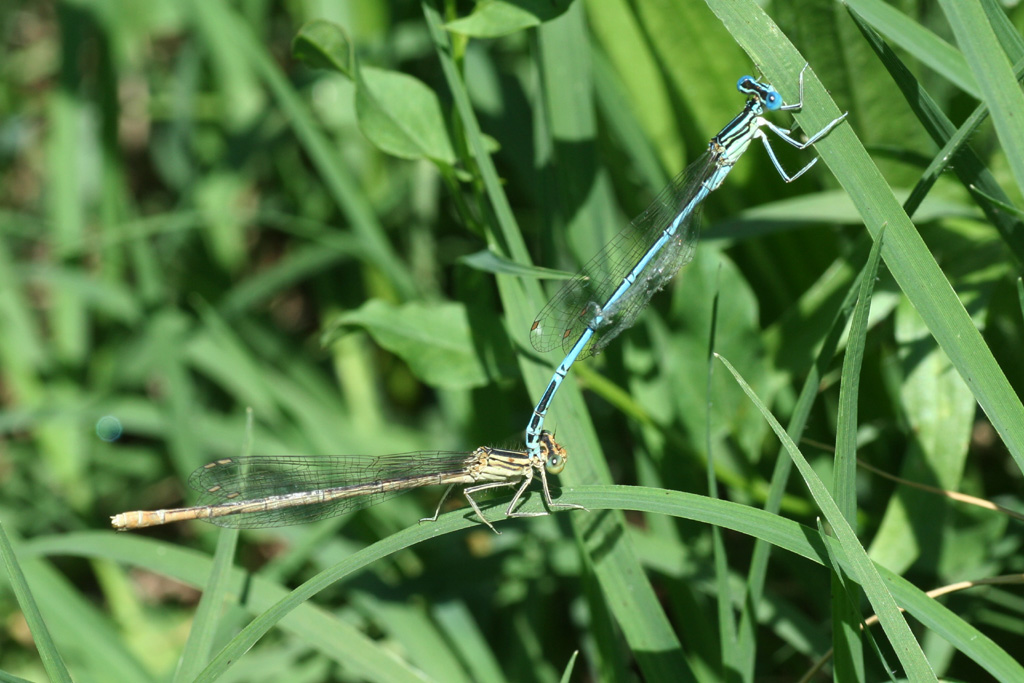 Acrobazie... quale Coenagriidae? Ischnura elegans