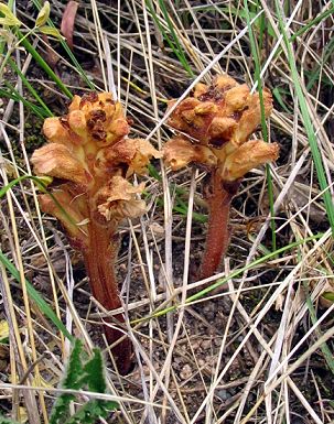 Orobanche Euganei 1