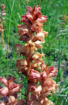 Orobanche Euganei 2