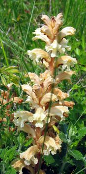 Orobanche Euganei 3