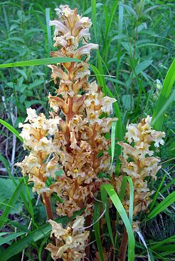 Orobanche Euganei 5