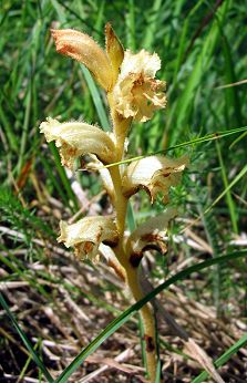 Orobanche Euganei 6