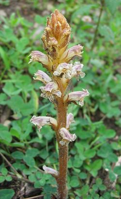 Orobanche Euganei 7