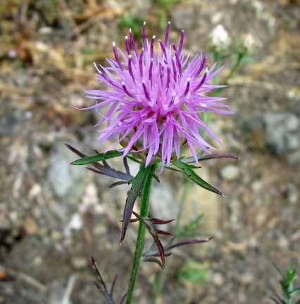 Centaurea jacea subsp. gaudinii (=Centaurea bracteata)