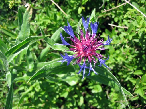 Centaurea jacea subsp. gaudinii (=Centaurea bracteata)