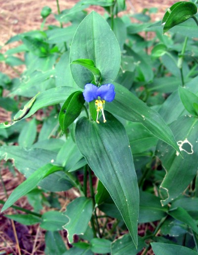 Commelina communis / Erba miseria asiatica