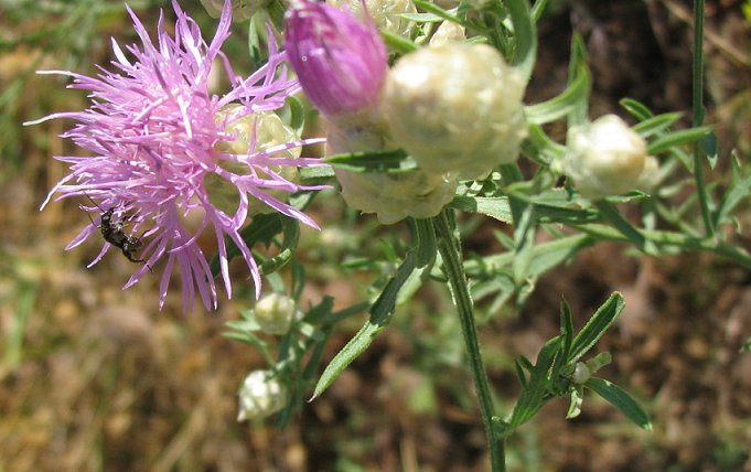 Centaurea deusta / Fiordaliso cicalino