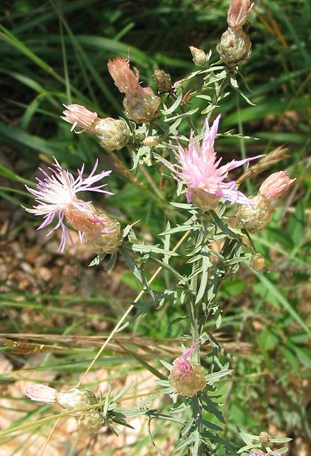 Centaurea deusta / Fiordaliso cicalino