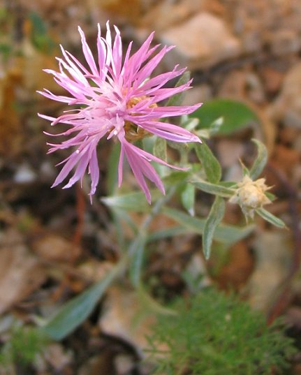 molte Centaurea