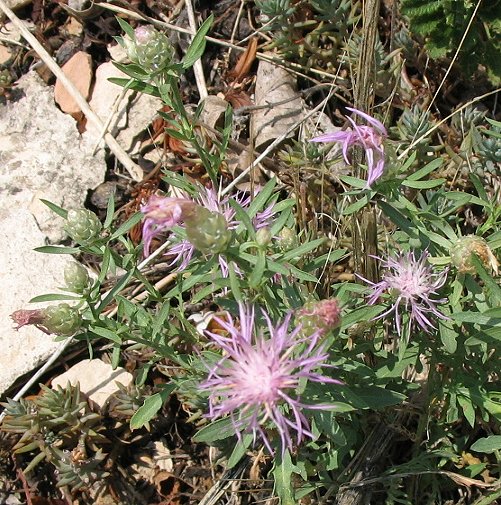 molte Centaurea