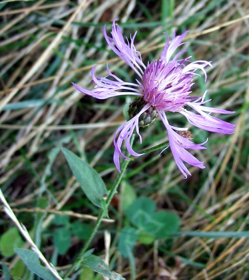 molte Centaurea