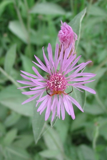 molte Centaurea