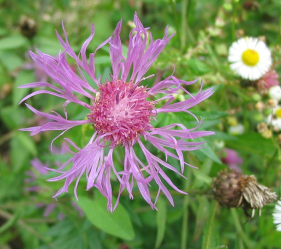 molte Centaurea