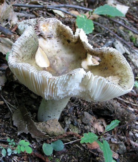 fungo Euganei 11