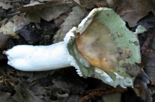 fungo Euganei 11